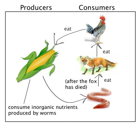 Implications for Consumers and Producers