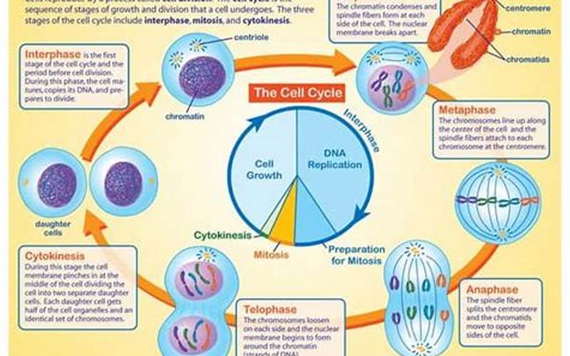 Importance Of Mitosis And Meiosis