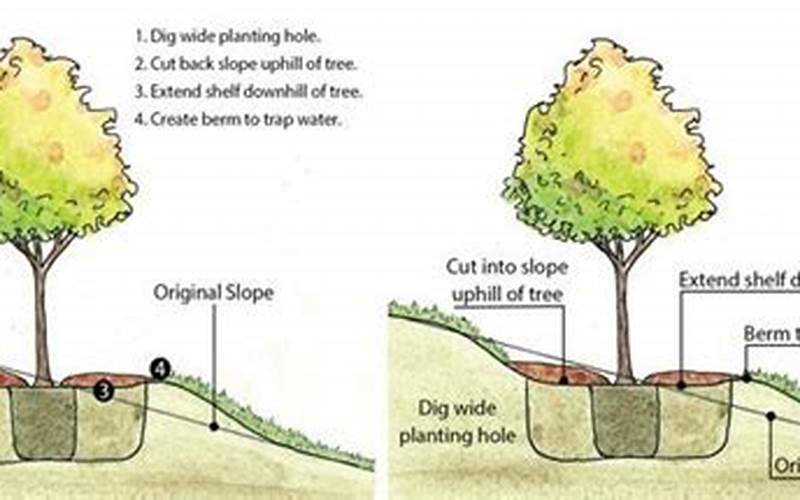 Importance Of Planting Trees On A Slope