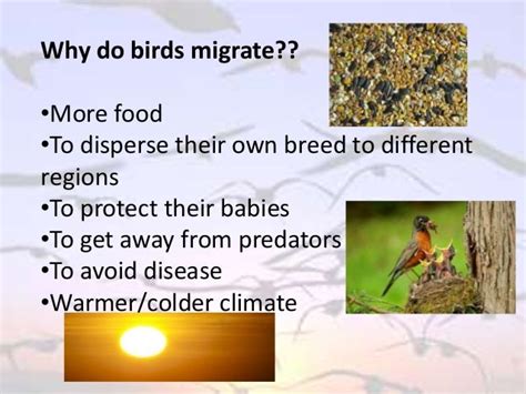 Importance of Bird Migration