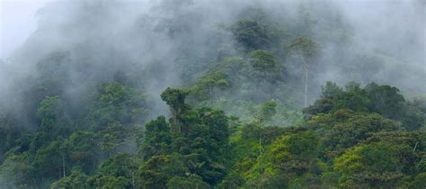 Importance of Cloud Forests
