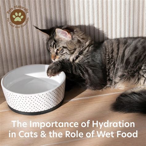 Importance of Hydration for Cats