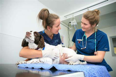 Importance of Veterinary Nurses 