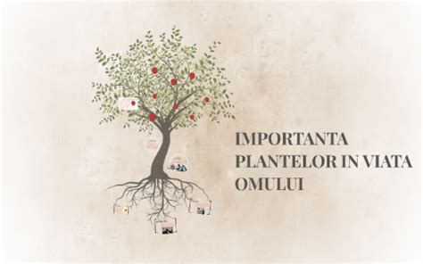 Importanta Averii In Viata Omului