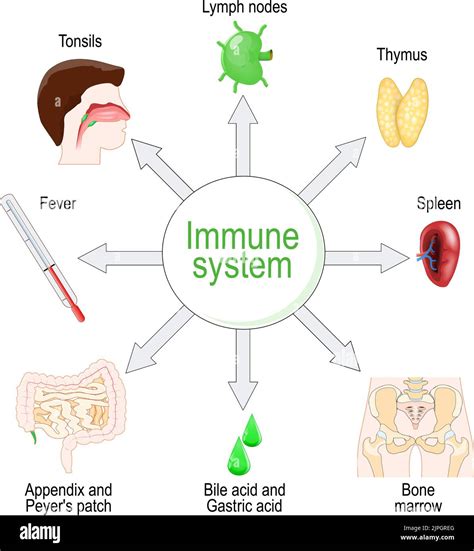 Improved Immune Function