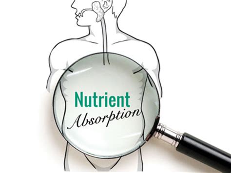 Improved Nutrient Absorption