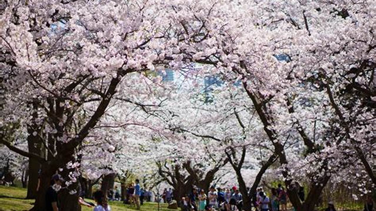 In Some Years, When The Winter Is Too Long And Frosty, Japanese Cherry Trees Don&#039;t Bloom At All., 2024