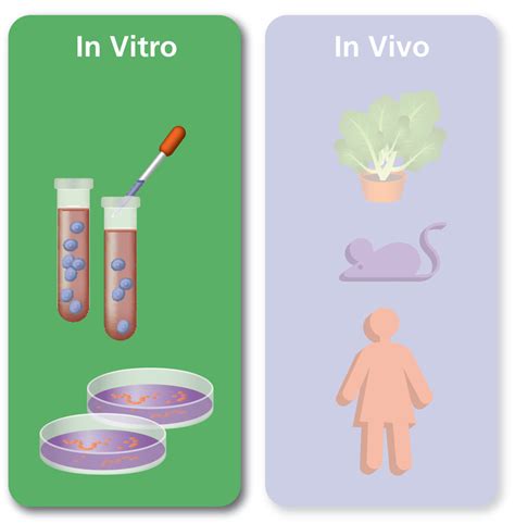 In Vitro Test Meaning