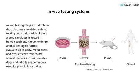 In Vivo Testing Meaning