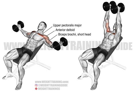 Incline Dumbbell Fly