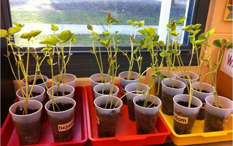 Incorporating Plants Into Lessons In The Classroom