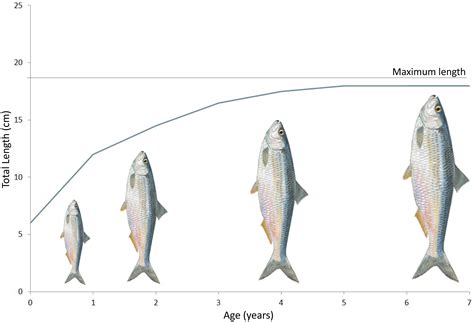 Increased Success Rates Fishing