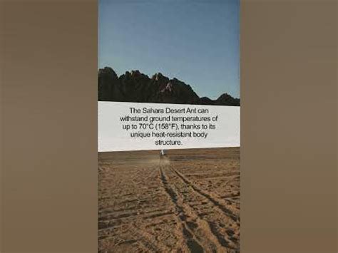 Incredible Heat Resistance