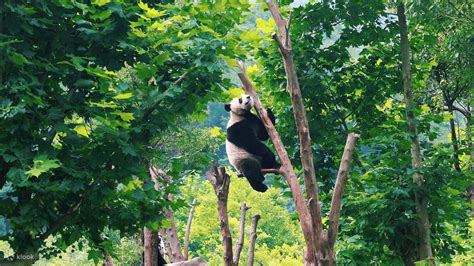 Independent Exploration of Chengdu Panda Base
