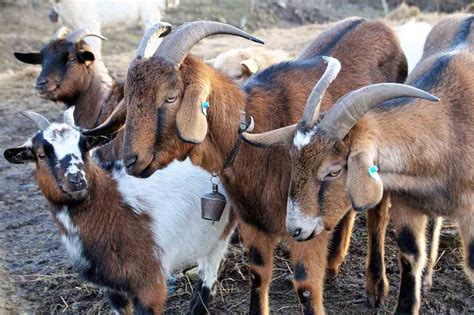 India Goat Farming