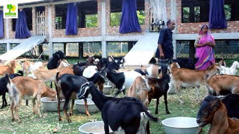 India Goat Farming Business Plan
