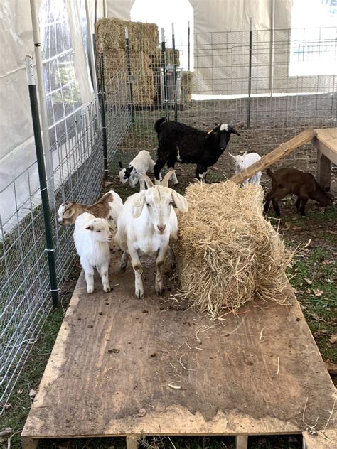 Experience Adorable Cuteness at Indian Ladder Farms Baby Animal Days