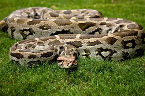 Indian Rock Python