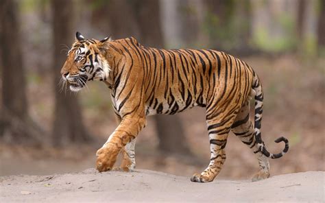 Indian tiger