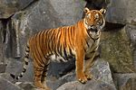 Indochinese Tiger