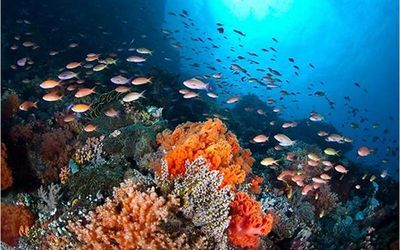 Indonesia'S Marine Resources