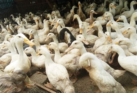 Indonesia peternakan Bebek Pedaging