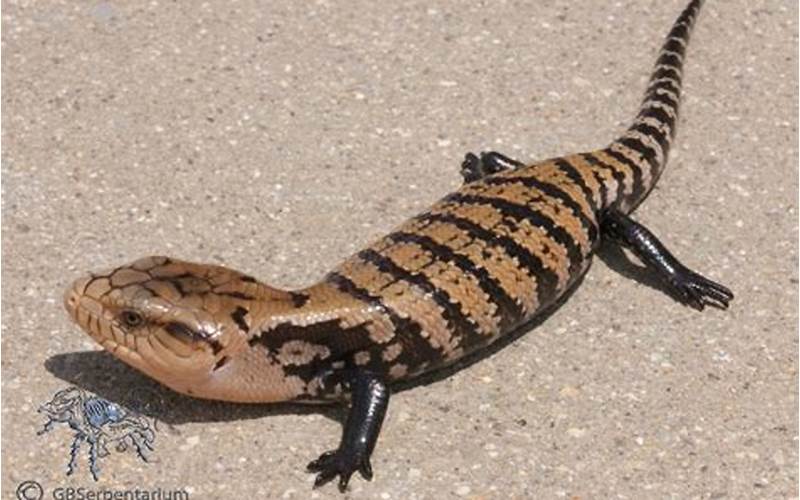 Indonesian Blue Tongue Skink