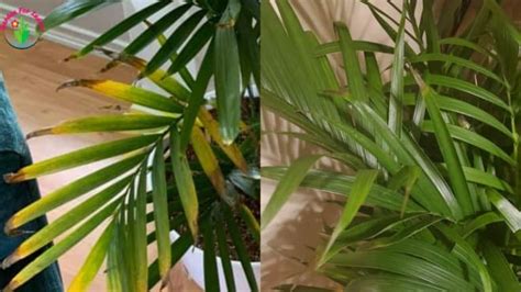 Areca palm, brown tips- does it mean too little water? Purchased 1
