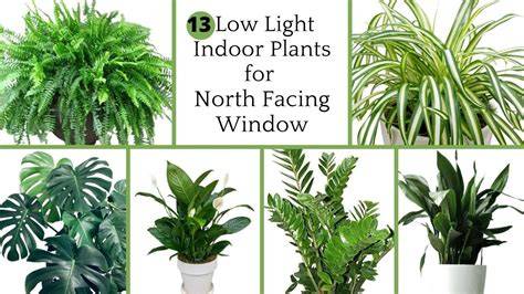 Indoor Plants For North Facing Window