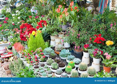 Indoor Plants For Sale
