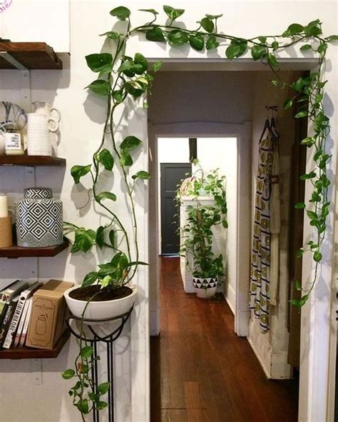 tanaman indoor desain rumah panjang