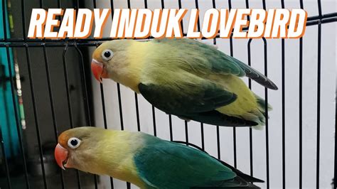 Induk