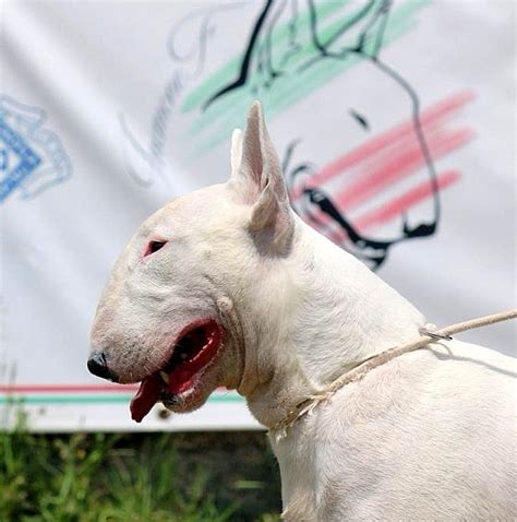 Inemonef Bull Terriers