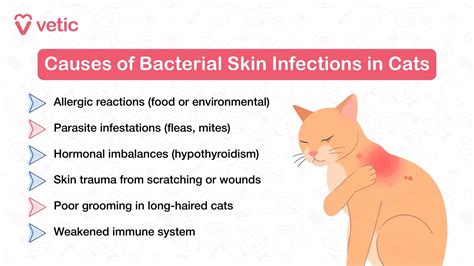 Infections: Pyoderma and Yeast