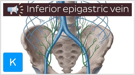 Inferior epigastric artery Anatomy, branches, supply Kenhub