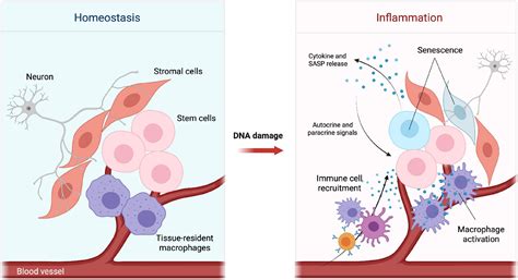Inflammation and Cell Damage