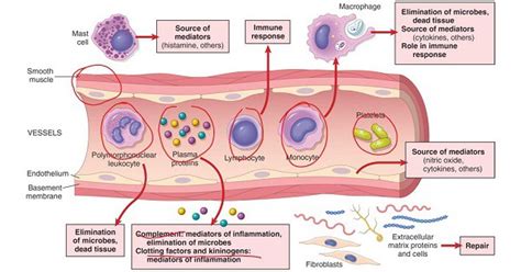 Inflammation and Vascular Damage