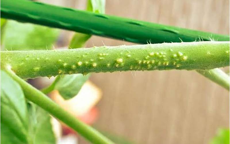 Infographic Of Causes Of Bumps On Tomato Stem