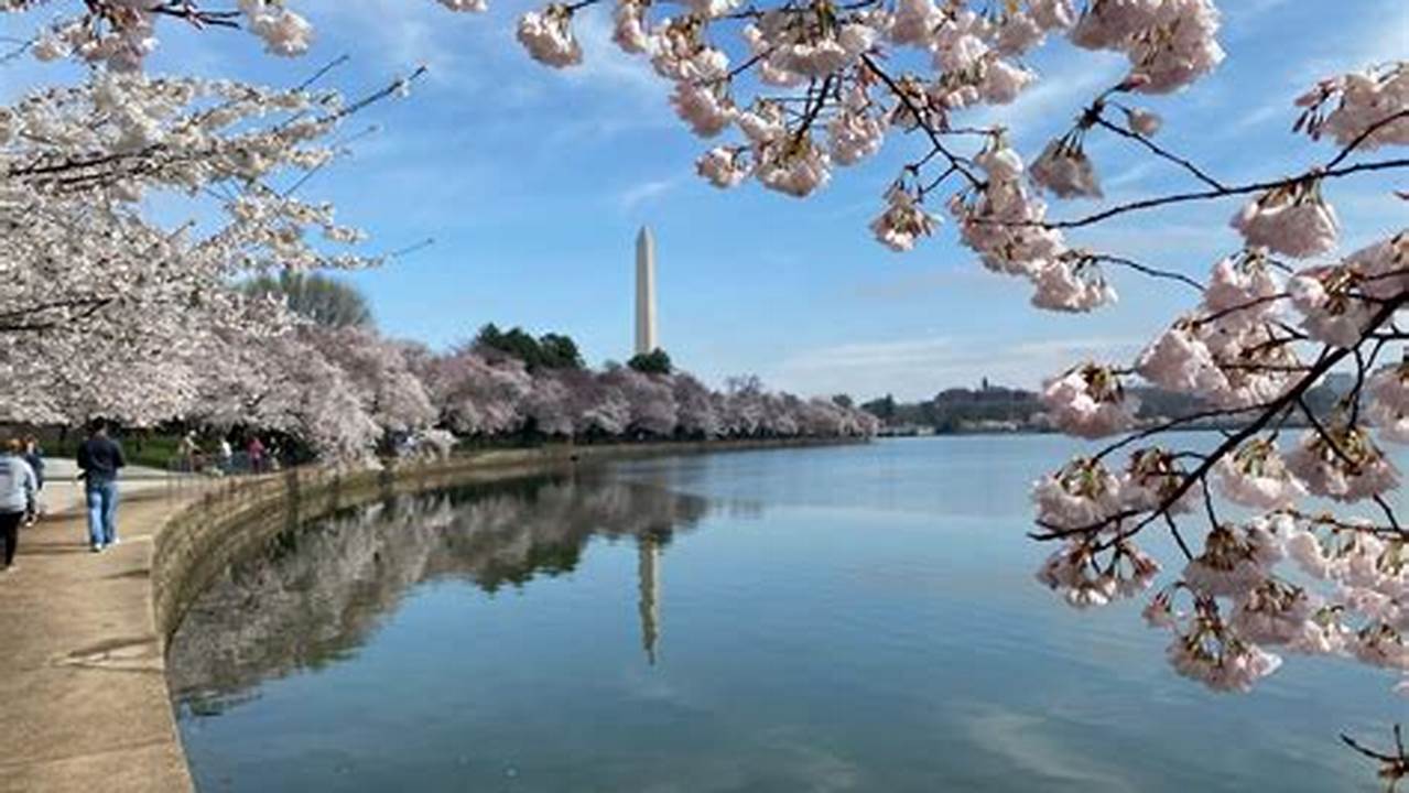 Information On The Best Ways To Get Down To The Tidal Basin To See The Cherry Blossoms, Including By Metro, By Car, And By Bike., 2024