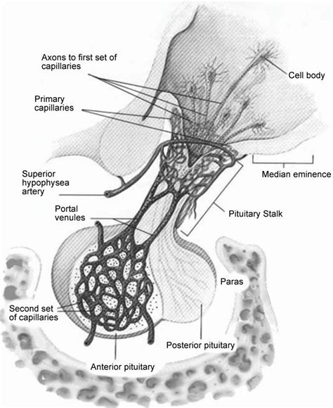 Infundibulum: Function, Disorders & What You Need to Know.