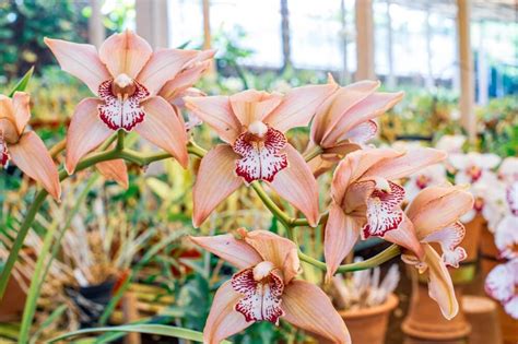 Ingrijire Orhidee Cymbidium