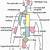 Inguinal Region Of The Body