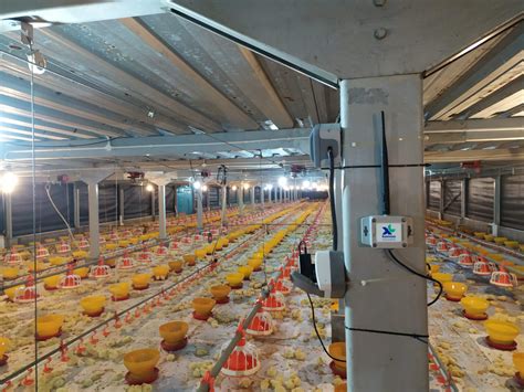 Inovasi Teknologi dalam Kandang Ayam