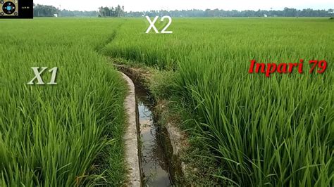 Inpari 79 Rice Field
