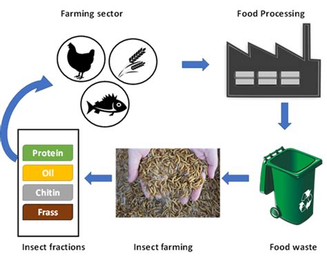Insect Farming Business Plan