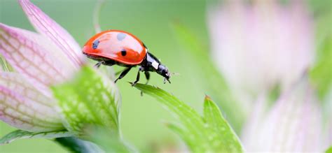 Insecten In De Tuin