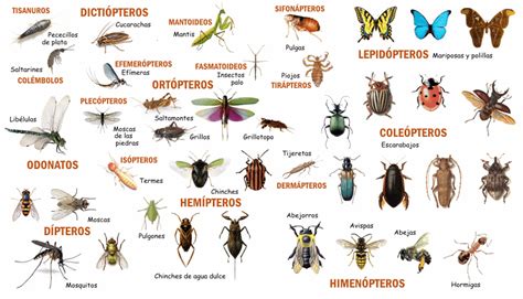 Insectos como Una Metáfora
