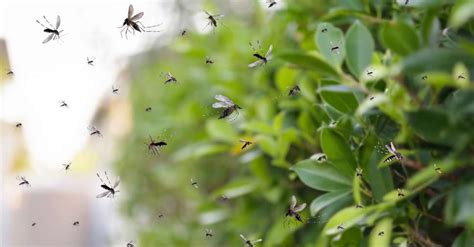 Invasão de baratas no calor? Entenda por que o inseto aparece mais no