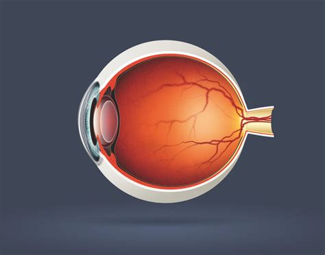 All About Your Eyes, A Closer Look Inside From An Eye Care