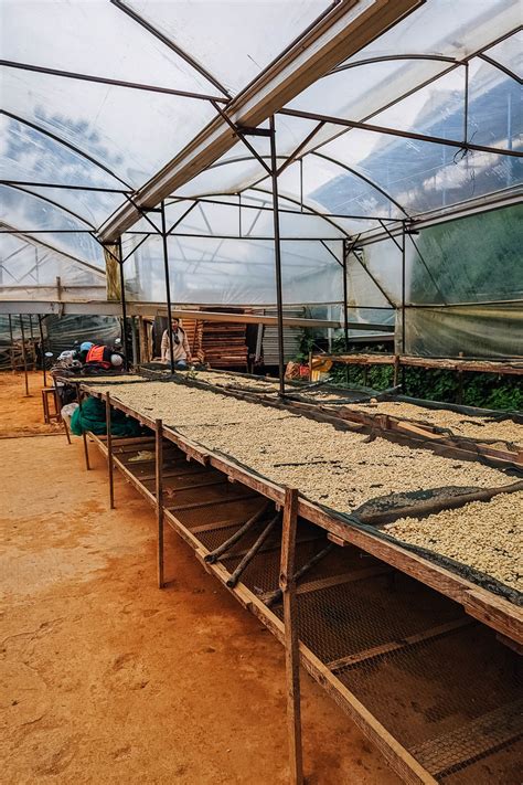 Inside Coffee Farm